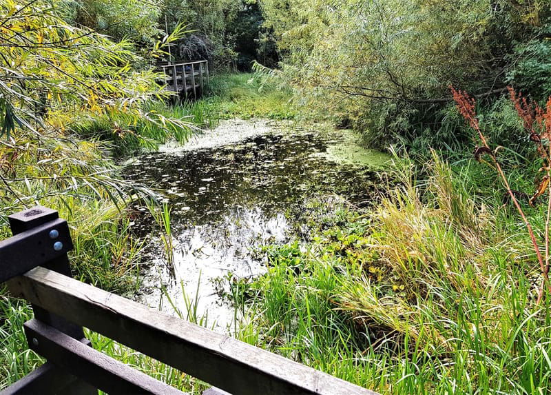 A Visit to the Scotswood Community Garden