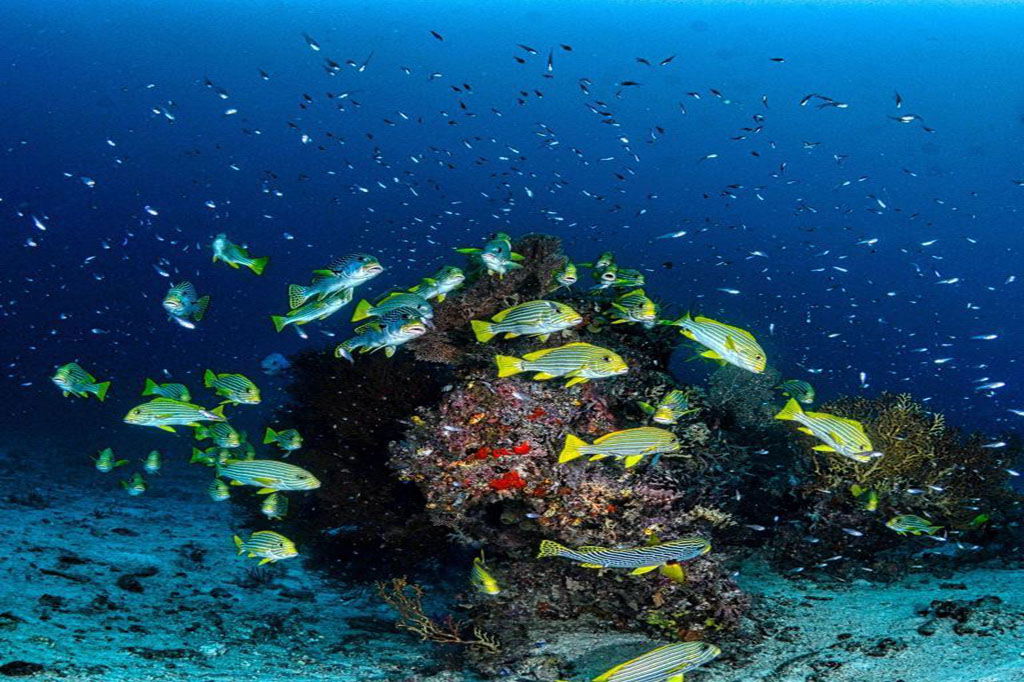 Tintswalo Boulders Launches an Exciting Marine Exploration Adventure Experience