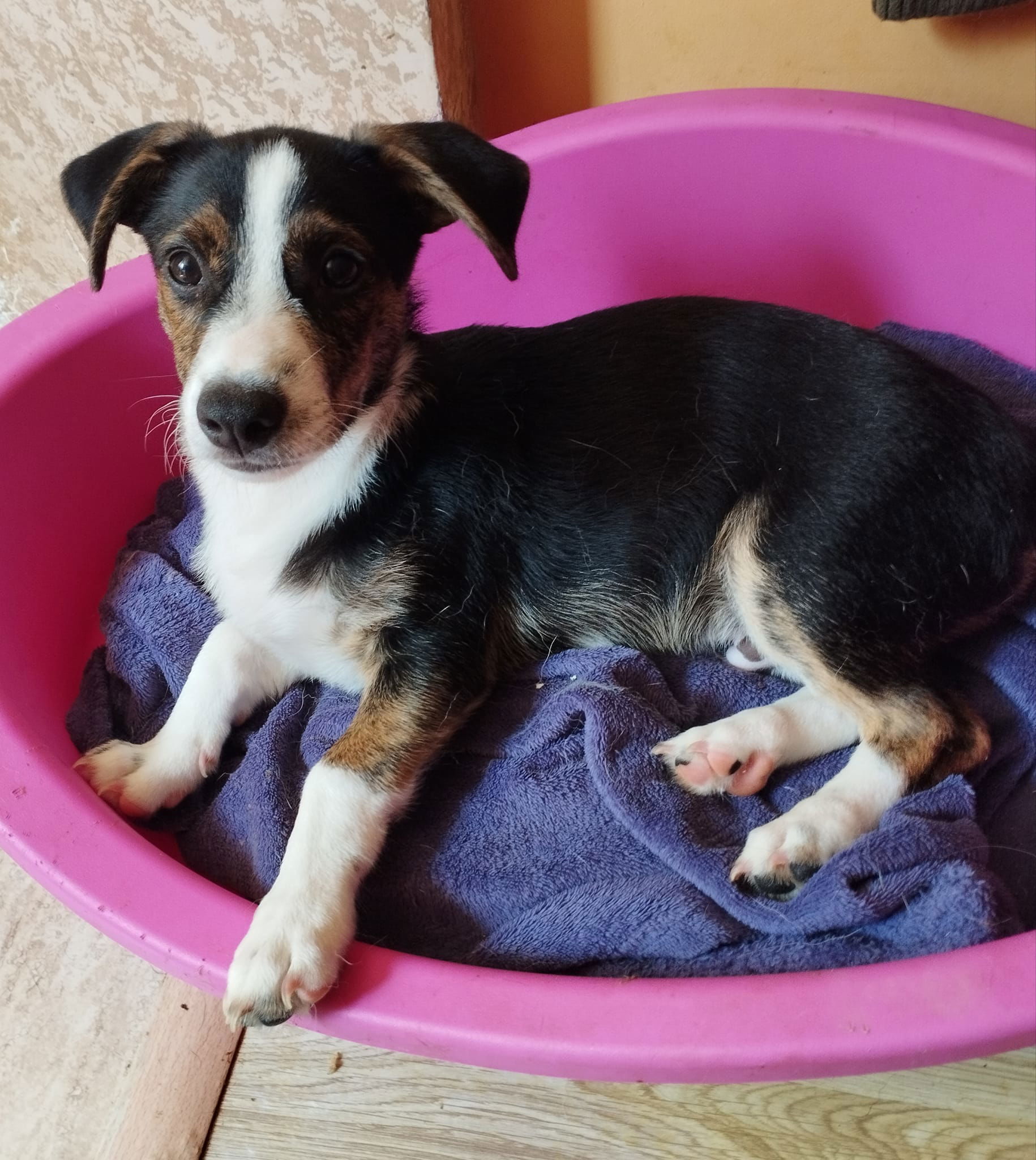 Aussie jack russell store mix