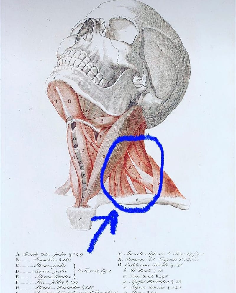 scalenes-and-why-they-might-be-the-cause-of-your-symptoms-fraser