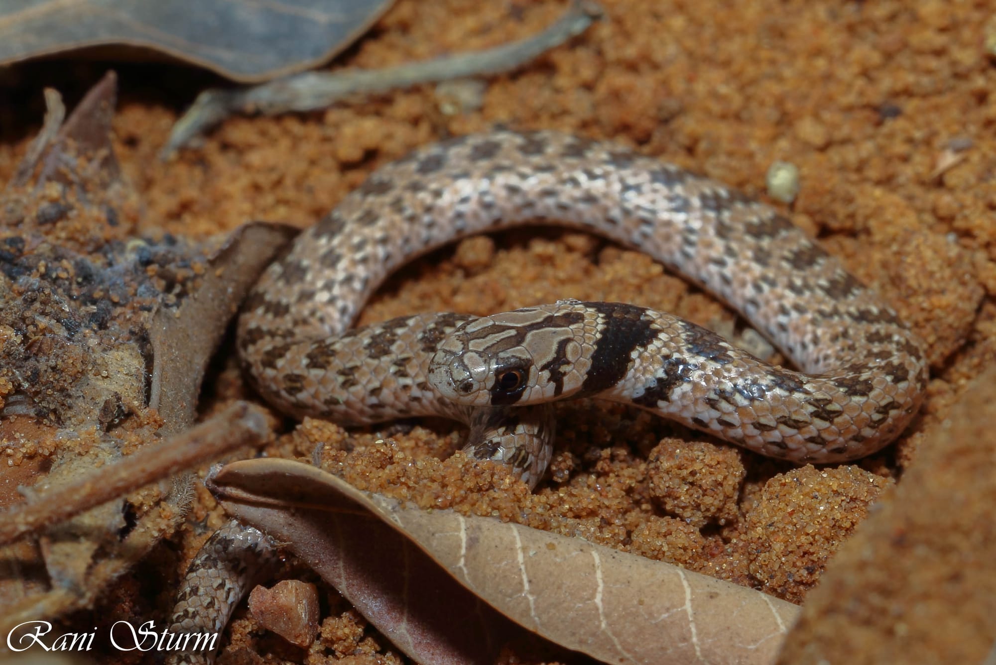 לוכד נחשים בישראל - (Eirenis lineomaculatus) - שלוון כתמים
