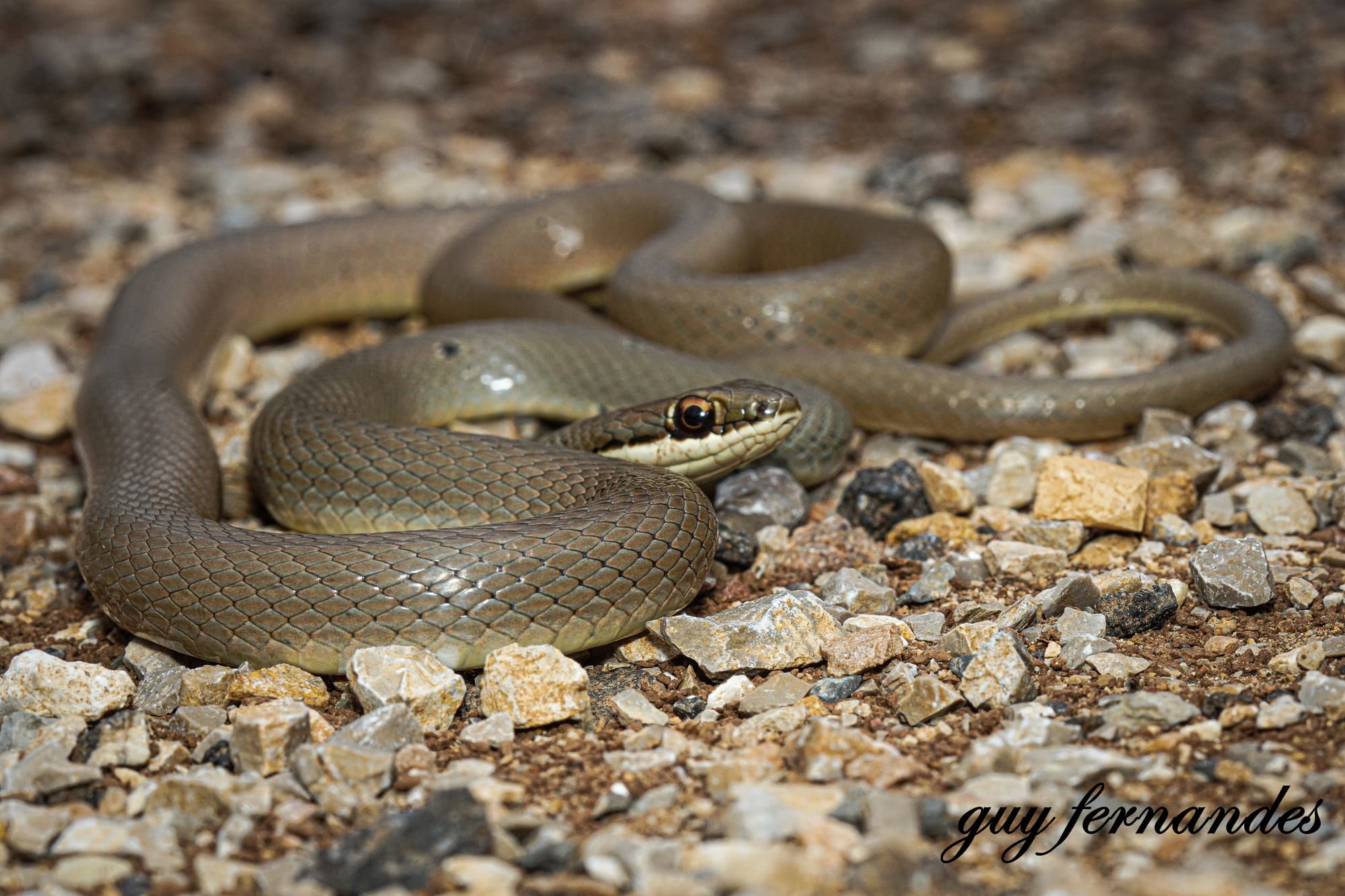 זעמן זיתני - PLATYCEPS COLLARIS