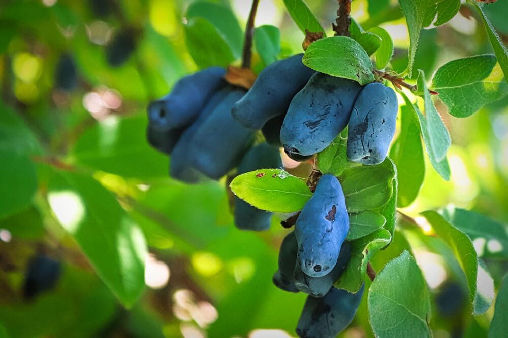 La camerise, nouveau fruit miracle pour l’endurance ?