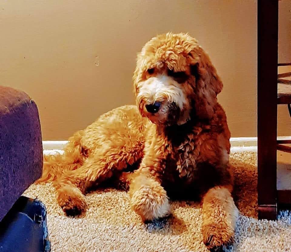 Midwest goldendoodle sale