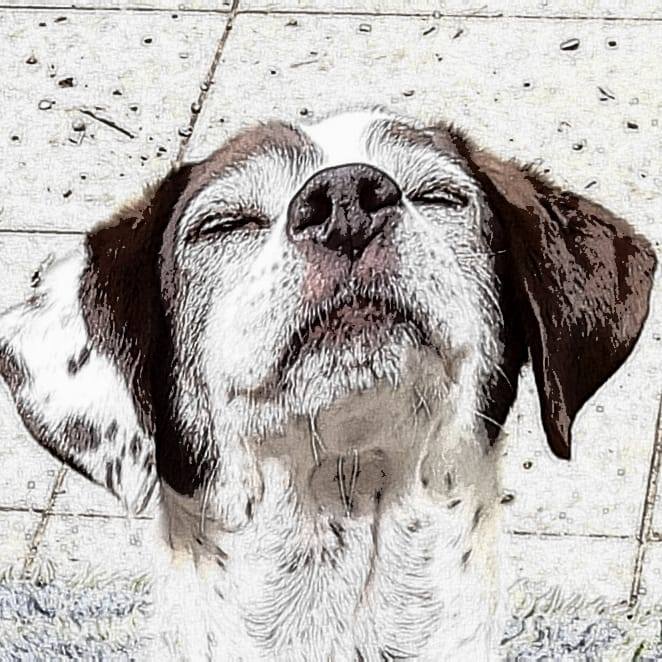 Dog Rescue