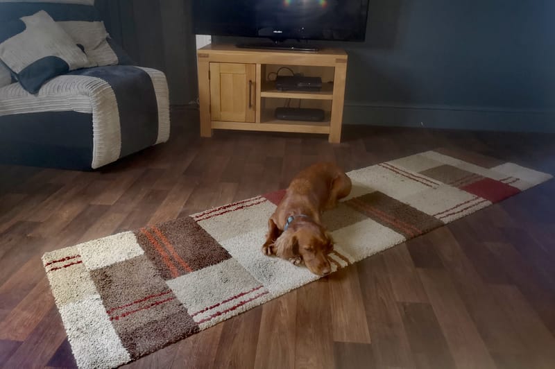 Dog Home Boarding