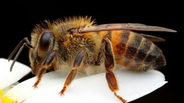 Homem morre após ser atacado por abelhas africanas em Colinas