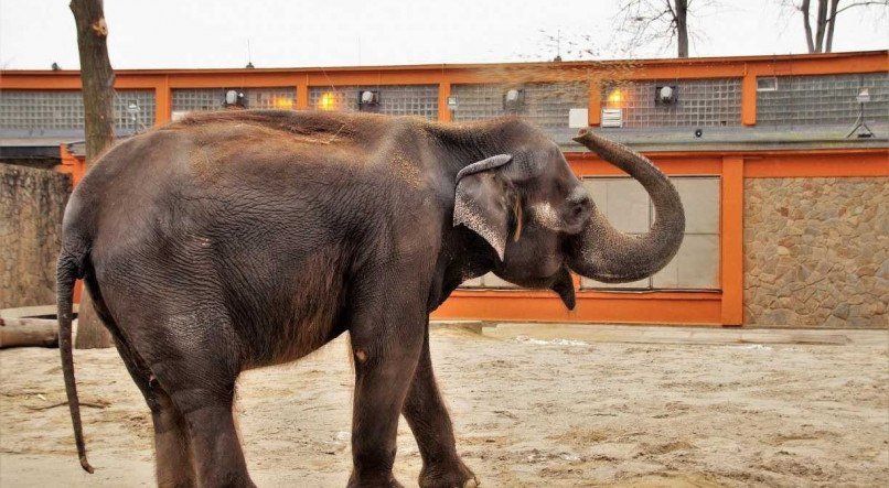 Elefante mata idosa e volta ao funeral para pisotear o cadáver na Índia