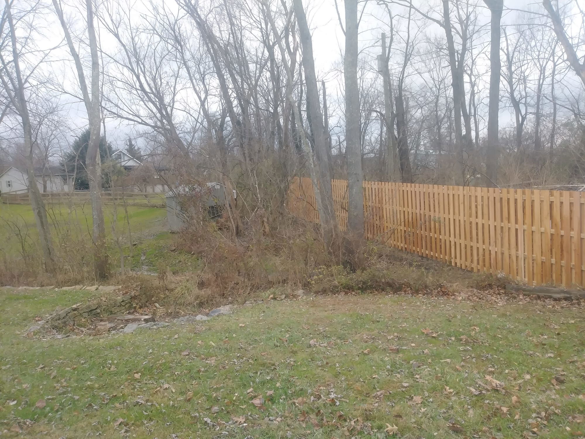 8' Tall Flat Top Western Red Cedar