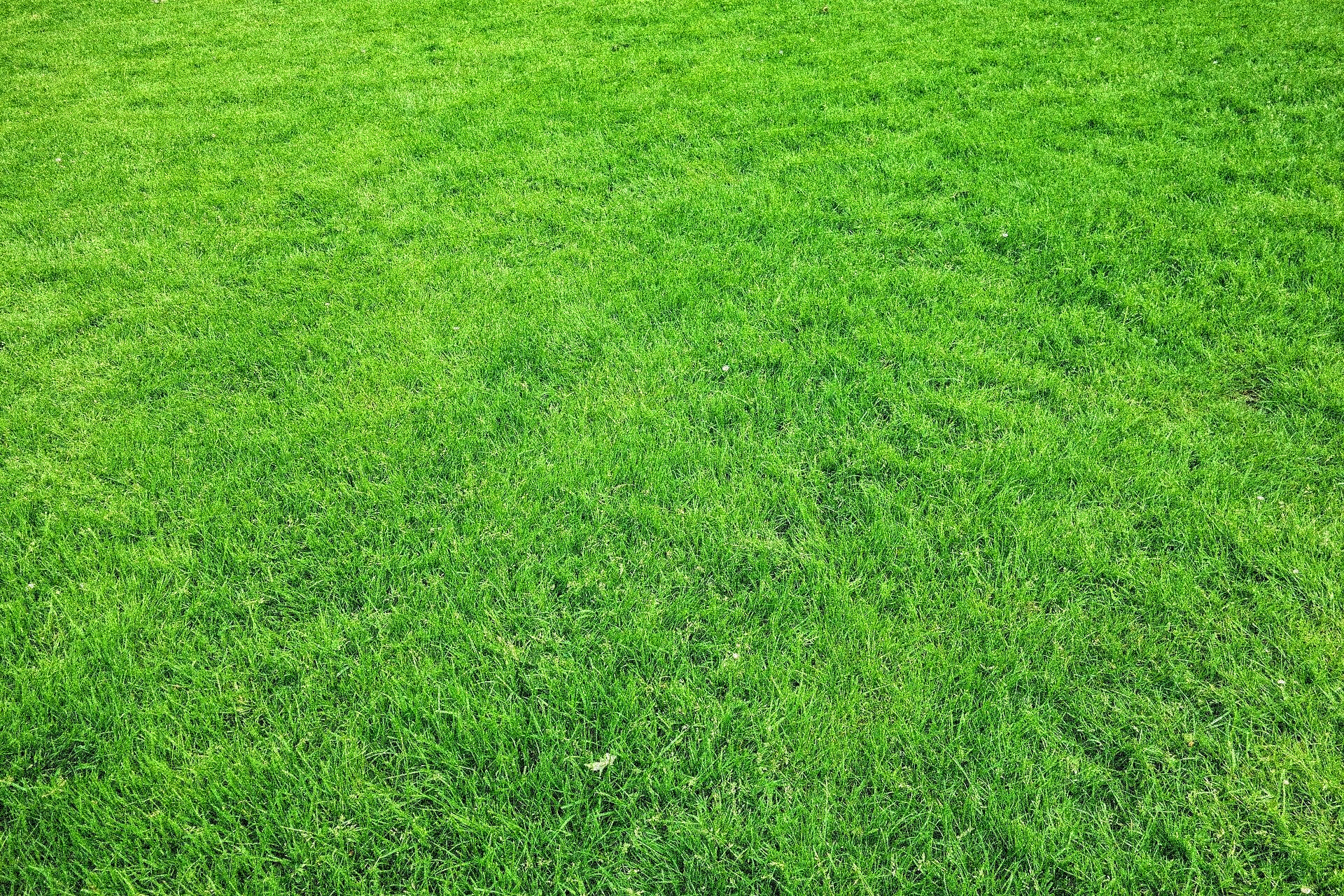 Here’s why you should keep to a regular routine and mow your lawn when it needs it.