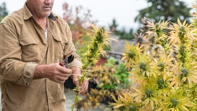 Washington State cannabis dispensary Laws image