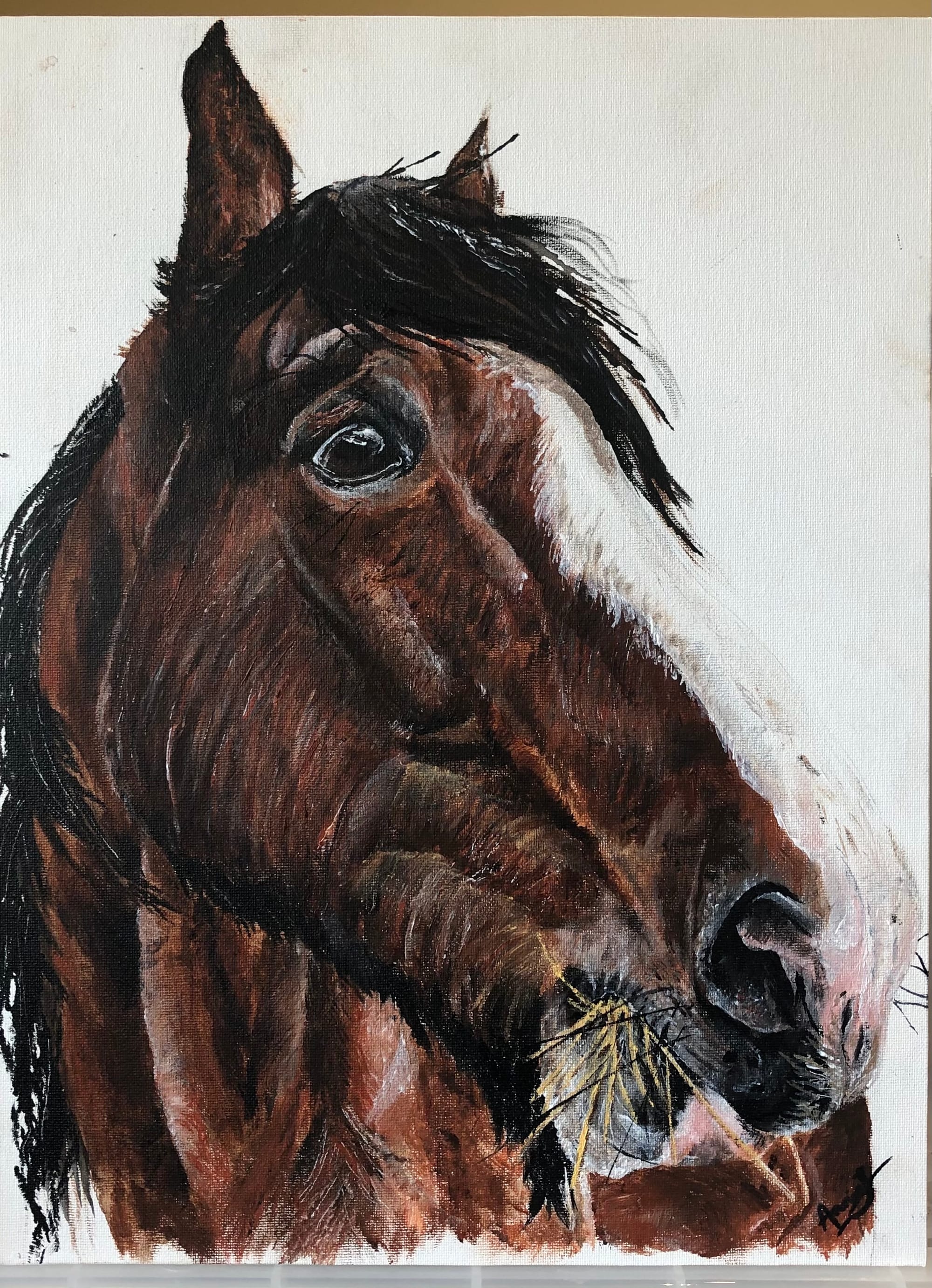 Shire Horse portrait