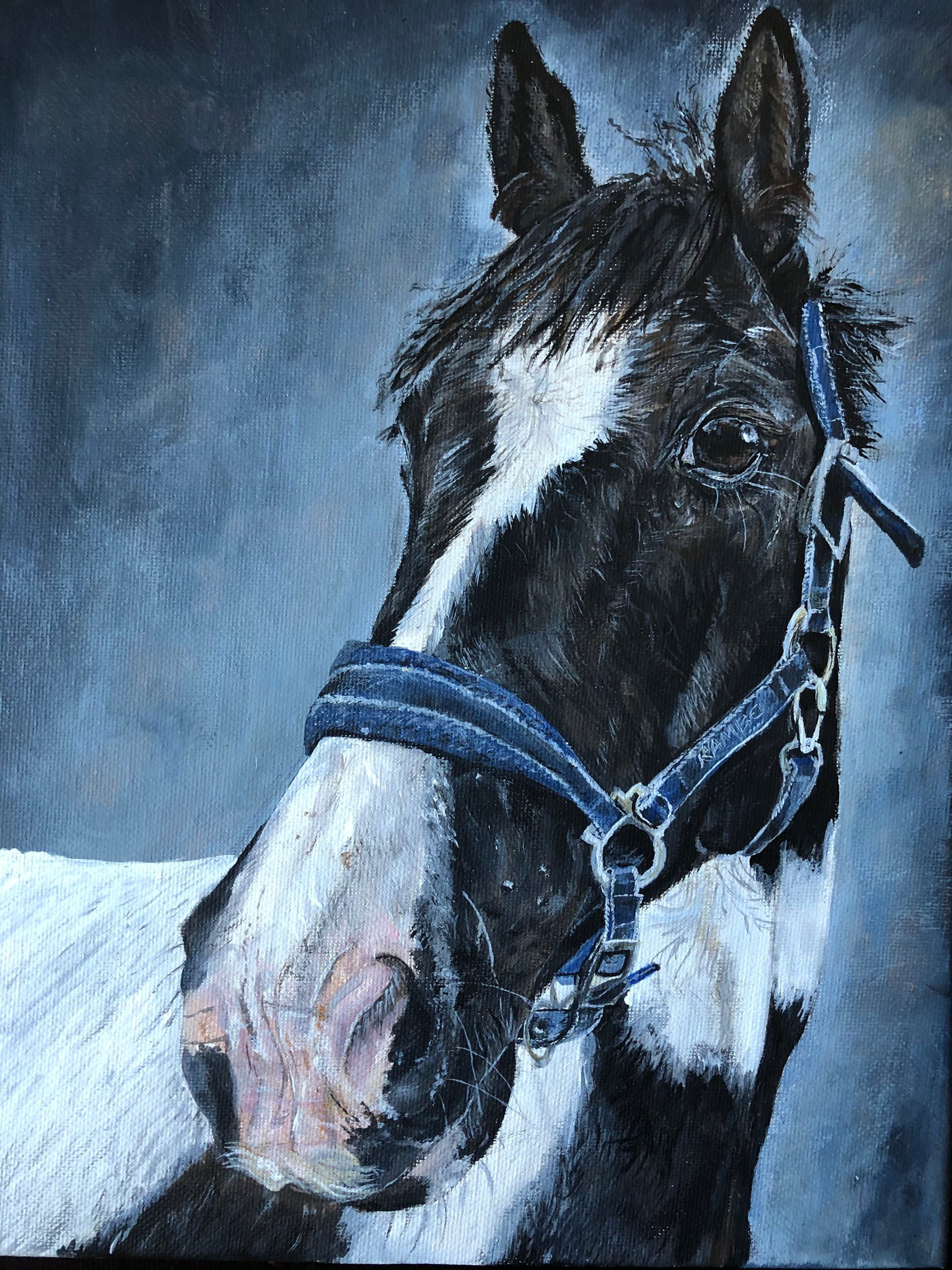 Horse portrait in blue headcollar