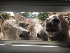 Tierisch