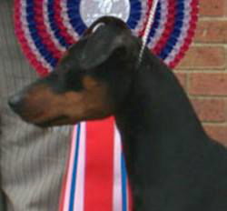 Judging the German Pinscher