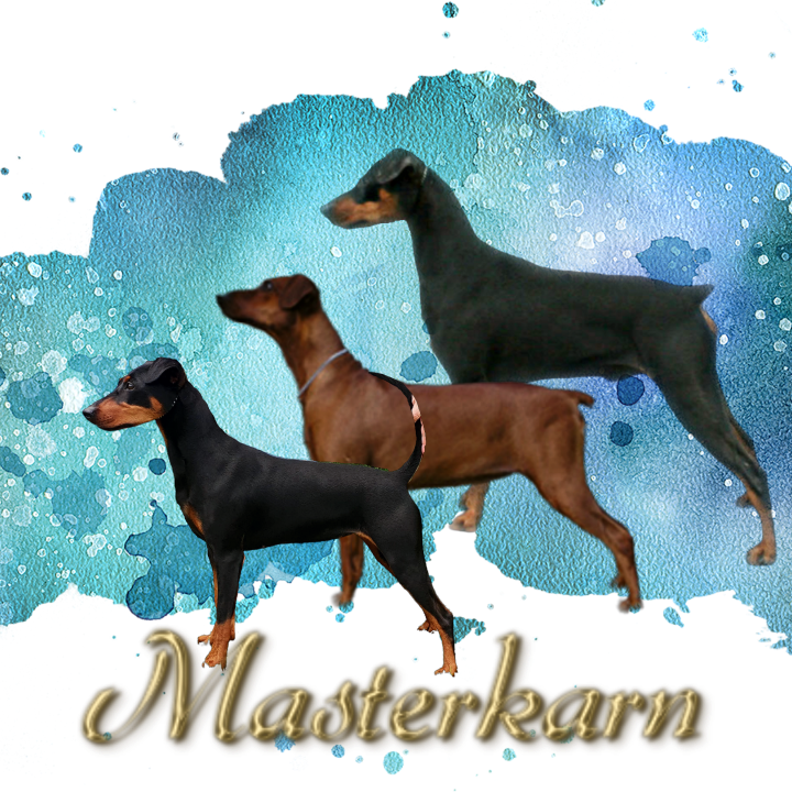 MASTERKARN German Pinscher kennel Queensland, Australia. Breeder.