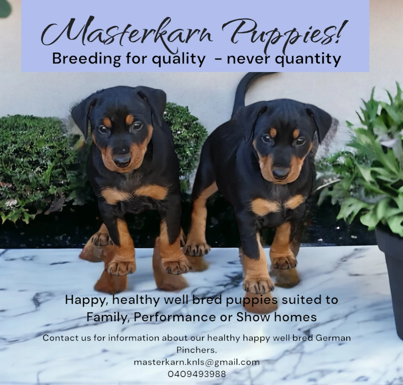 CURRENTLY AVAILABLE - Puppies
