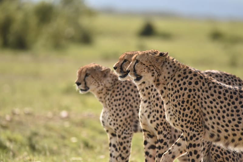 Northern Kenya Safari