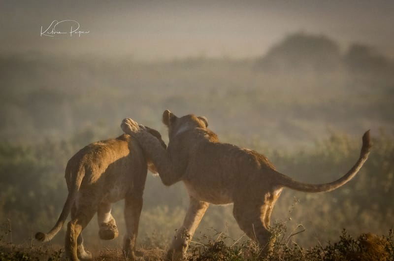 BEST OF SOUTHERN TANZANIA SAFARI 2024