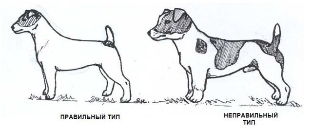 СТАНДАРТ ПОРОДЫ ДЖЕК РАССЕЛ ТЕРЬЕР / Jack Russell Terrier Breed Standard
