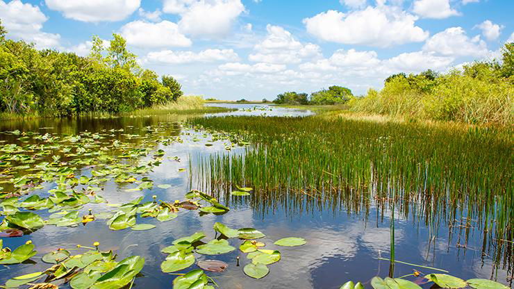 Celebrating World Wetlands Day:  A call to take action is the focus of this year’s campaign