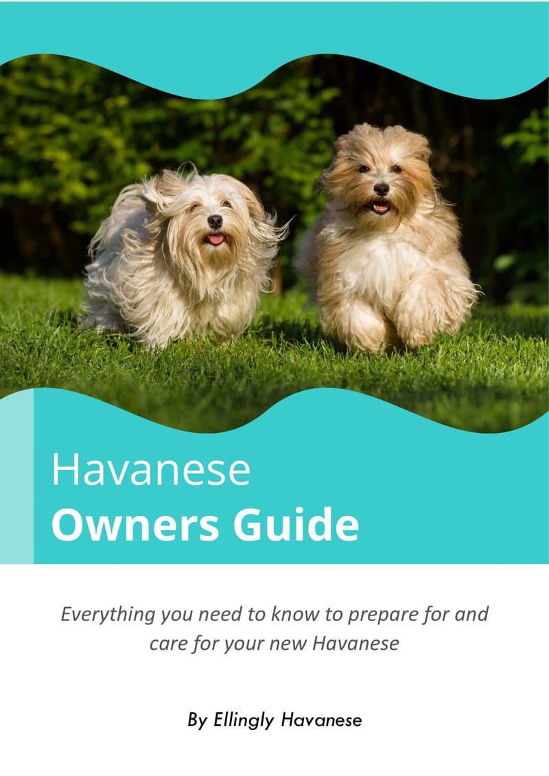 Havanese Owners Guide