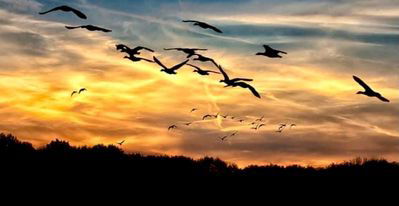 BIRDS IN THE FIELDS