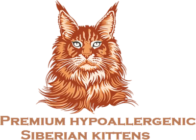 Premium hypoallergenic Siberian kittens