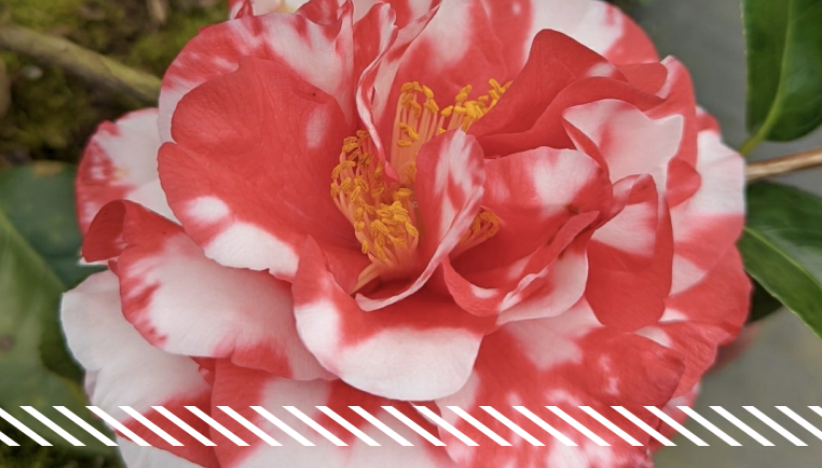 Camellias: Their History and Care