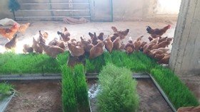 Natural Feed for Poultry, Cattle, Fish, and Bird Pets (Updated 7 January 2022)