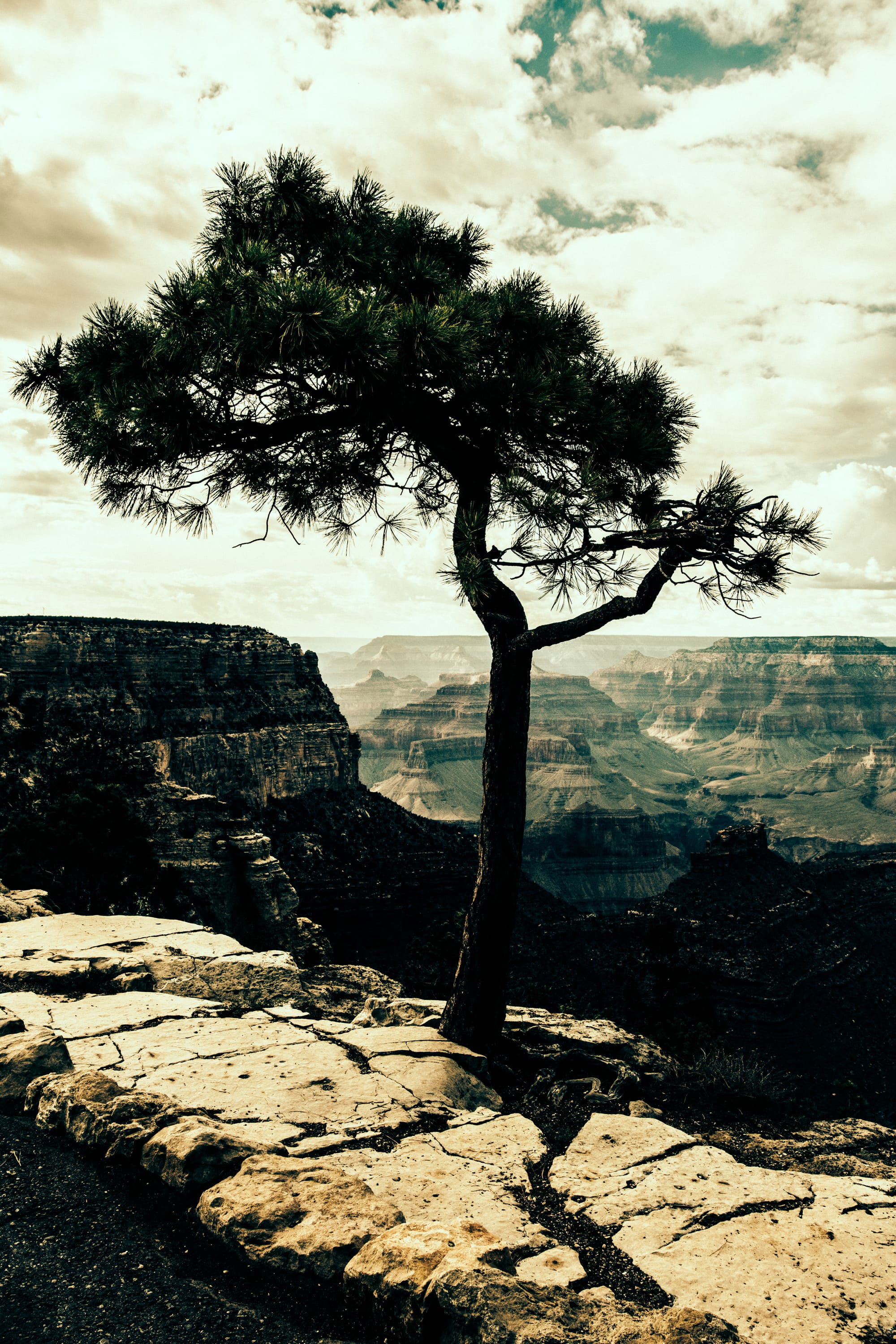 THE TREE IN GRAND CANYON NATIONAL PARK, SOUTH RIM
