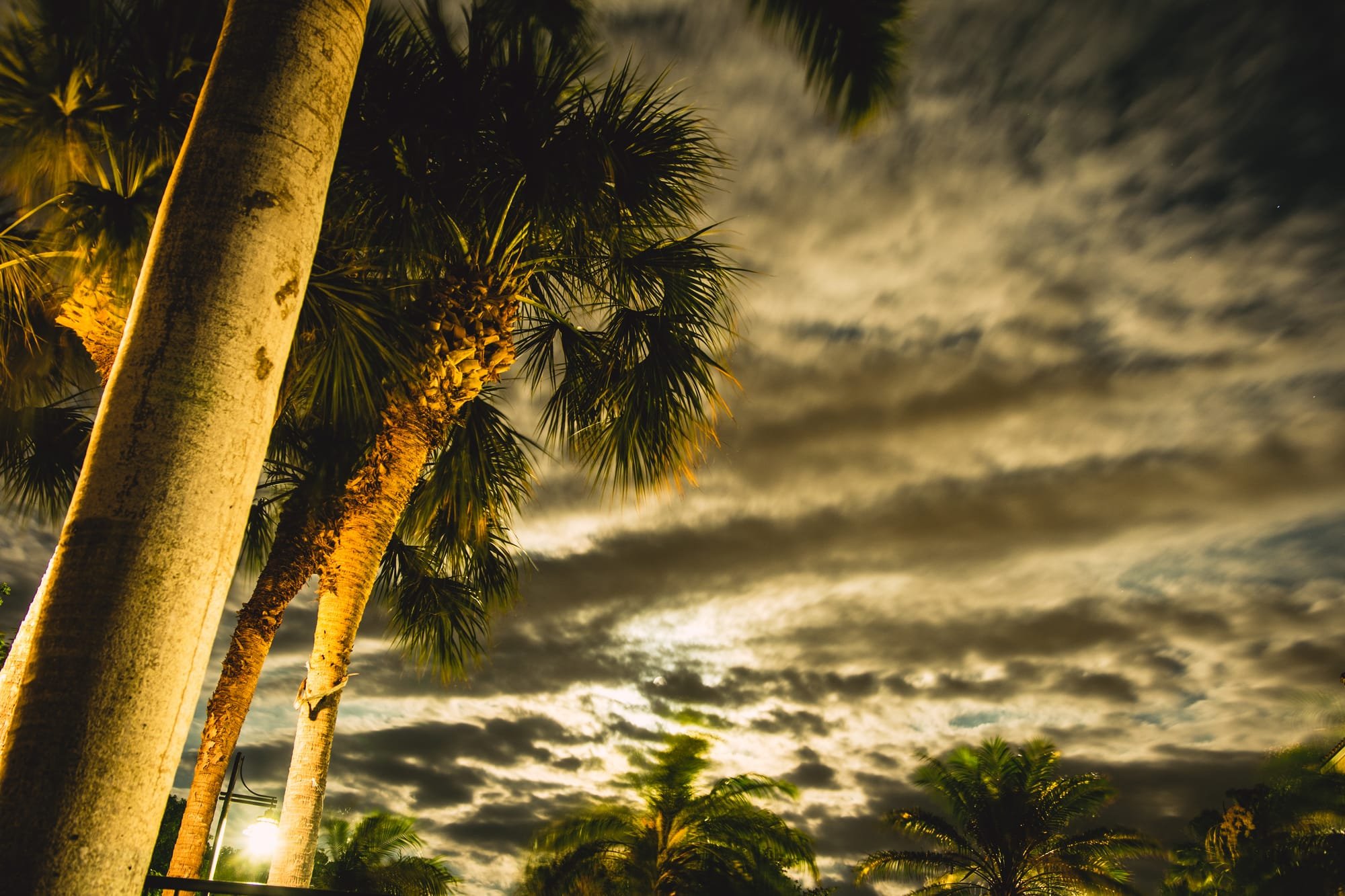 PALM TREES IN SUNSET | MARCO ISLAND, FL
