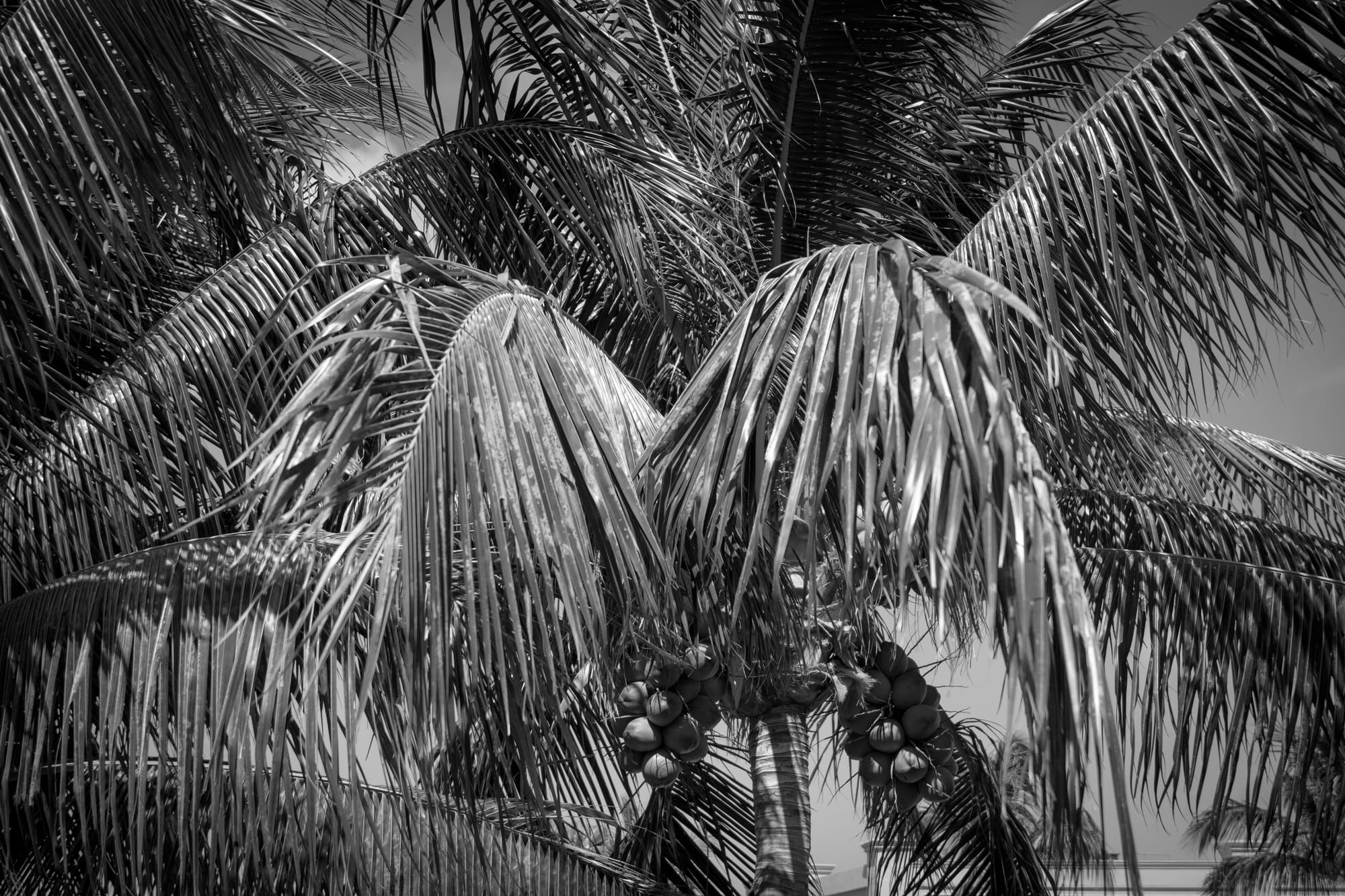 PALM TREE, MARCO ISLAND, FL / B&W