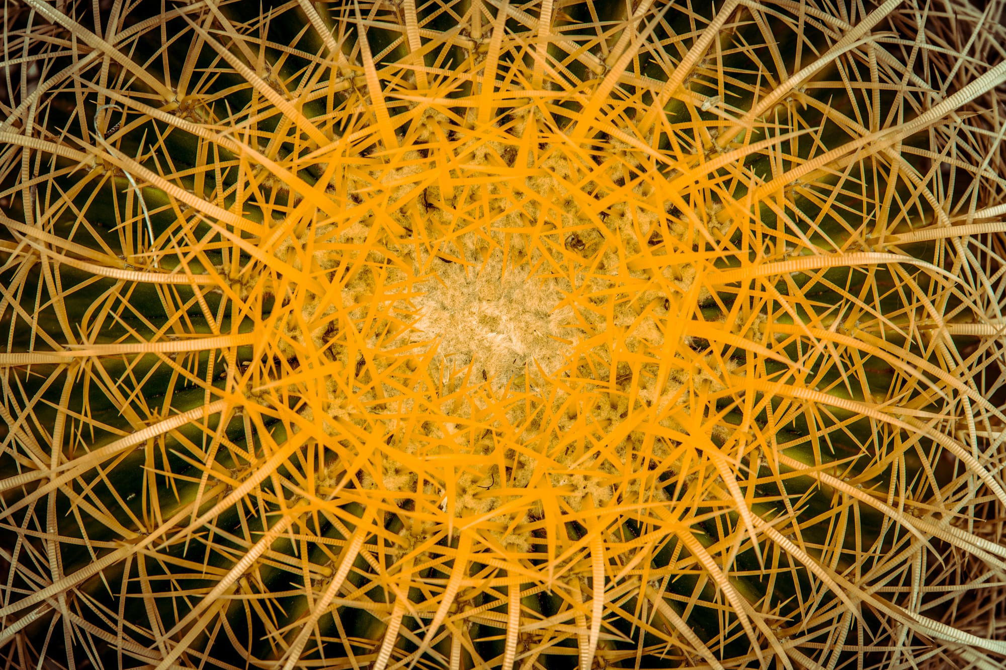 ECHINOCACTUS