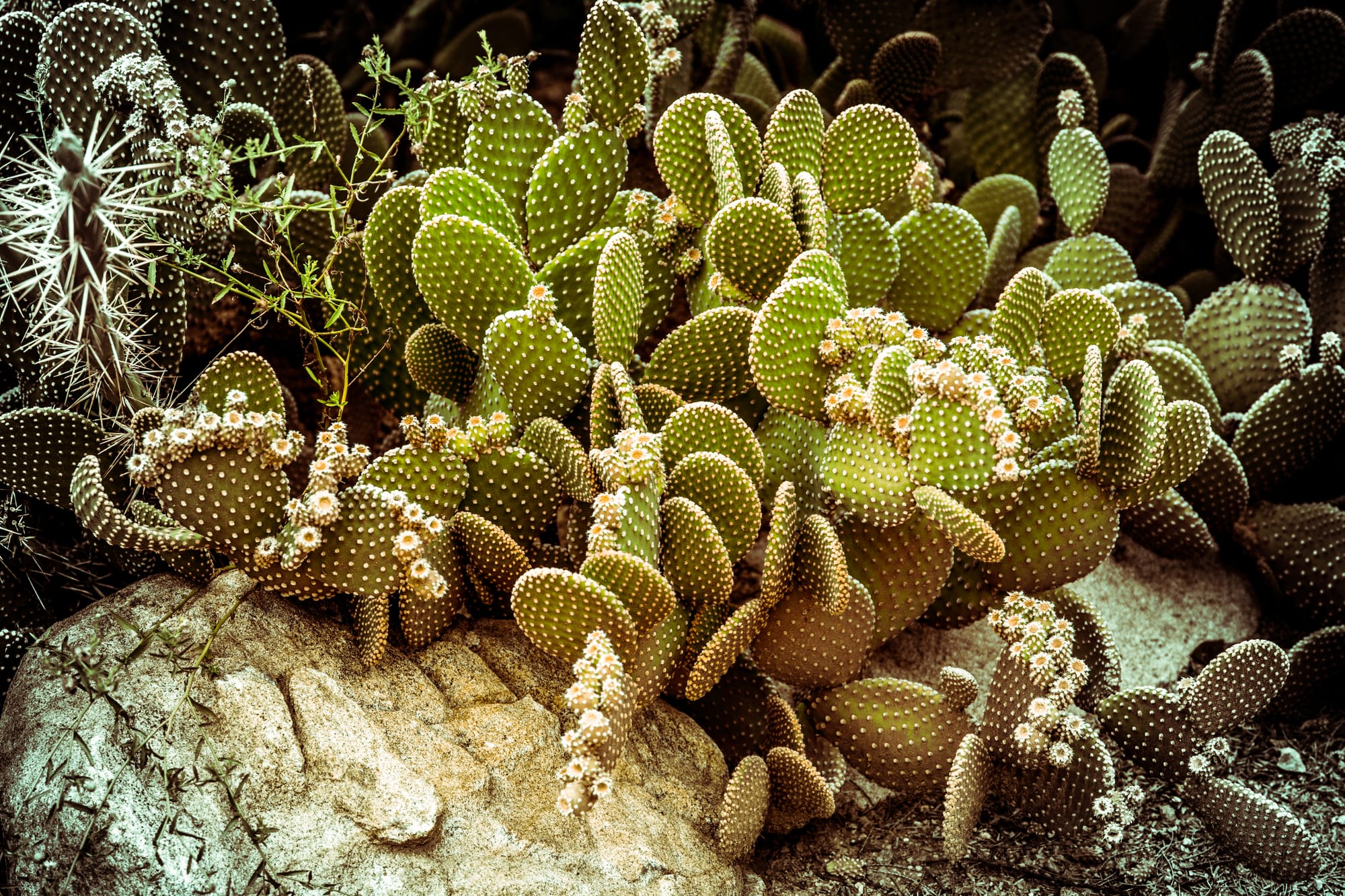 MICKEY CACTUS