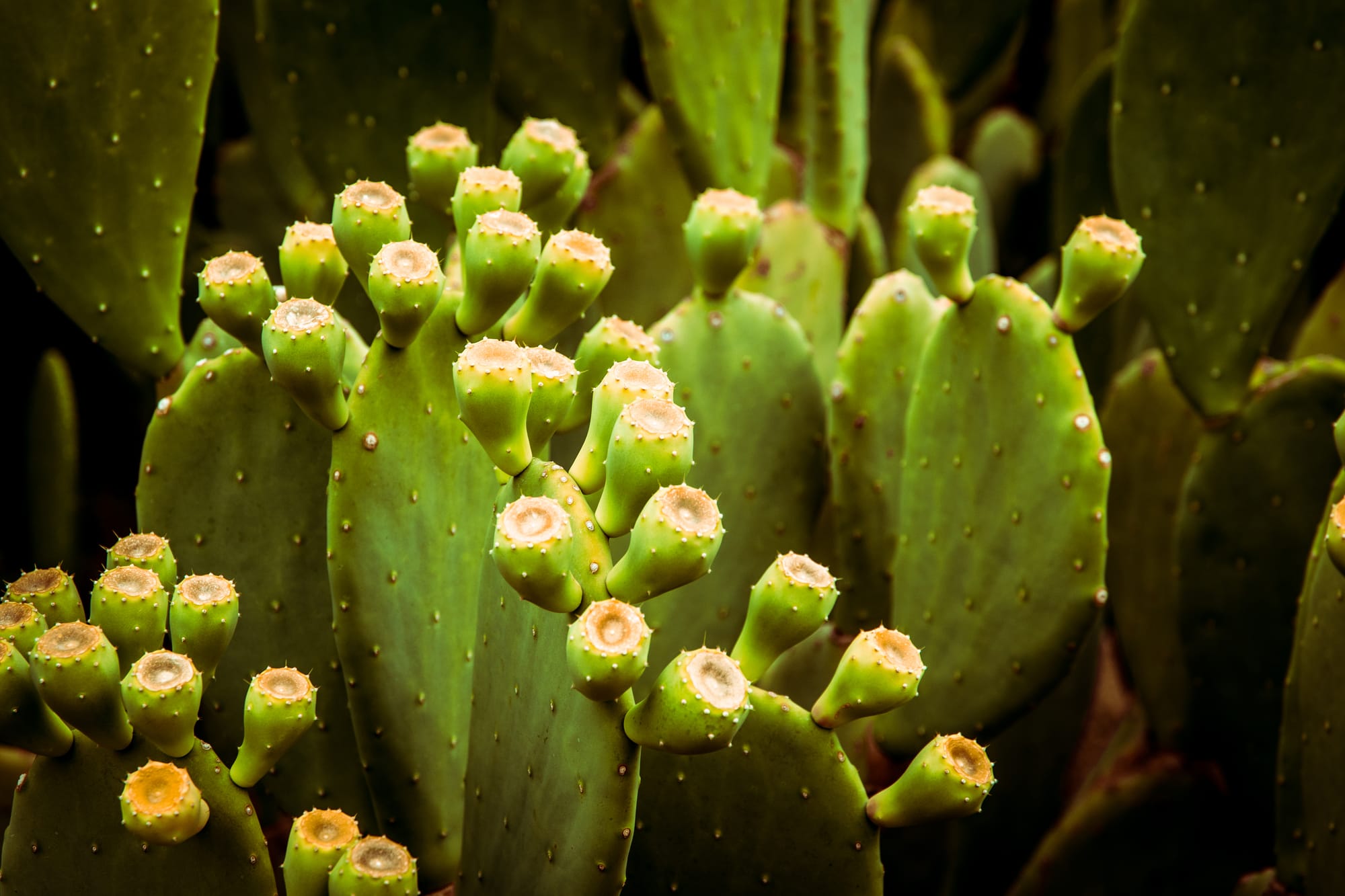 PRICKLY PEAR