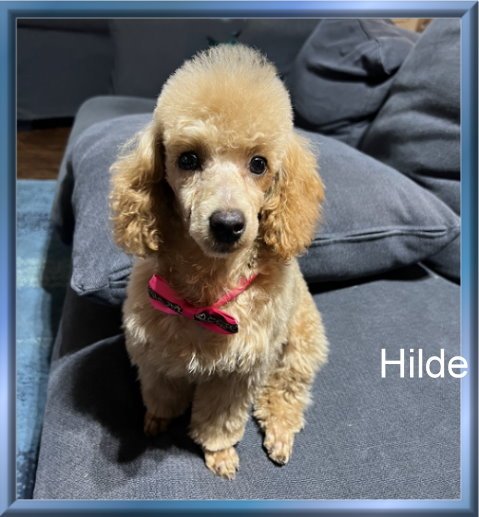 Hilde is a Mercie & Sriracha puppy