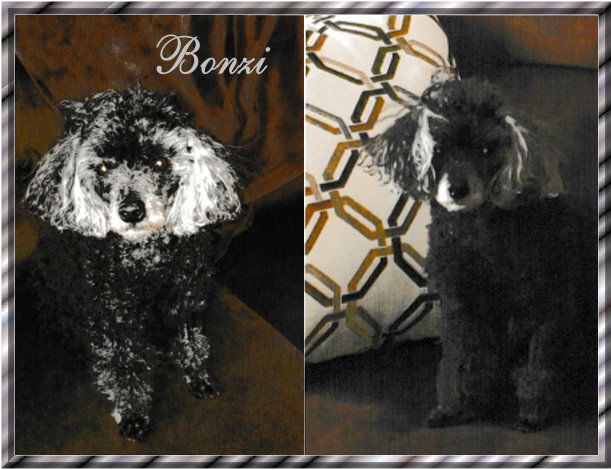 Bonzi....Bud & Jasmine's male