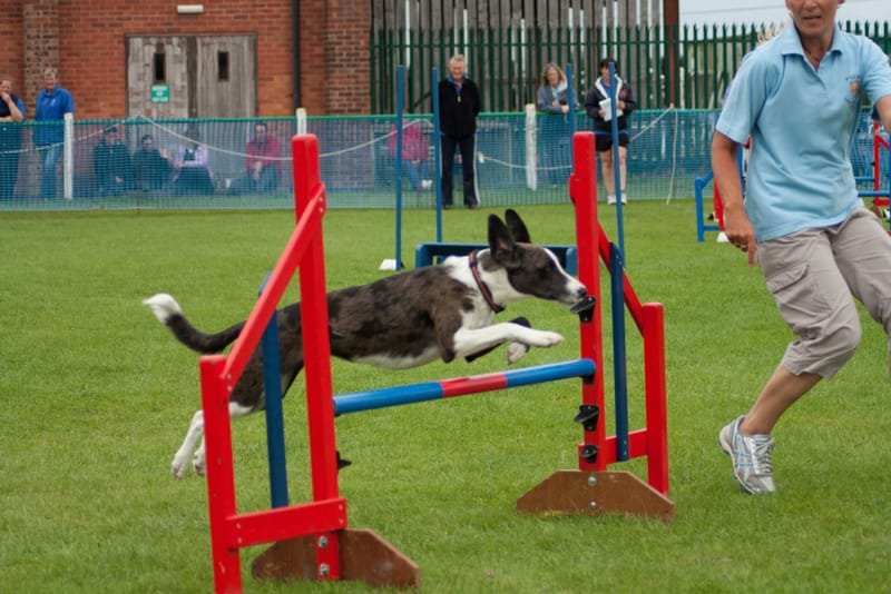 Kirstys Cakery Dog Agility Fun Class £3 - pay on the day