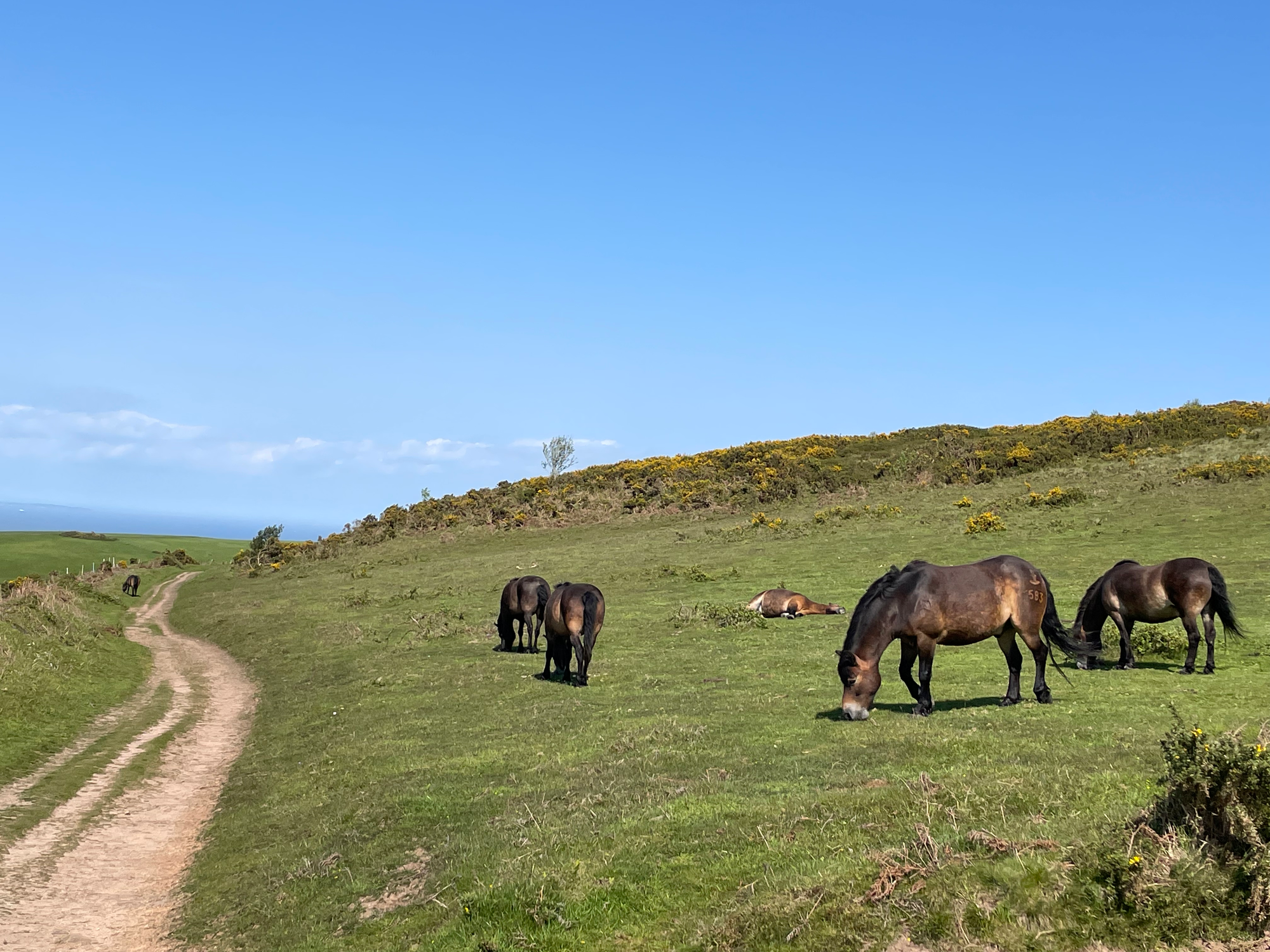 Day 1 - Exmoor ponies