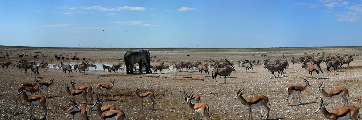 Namibia Etoscha Nationalpark Tiere an einer Wasserstelle, Wild