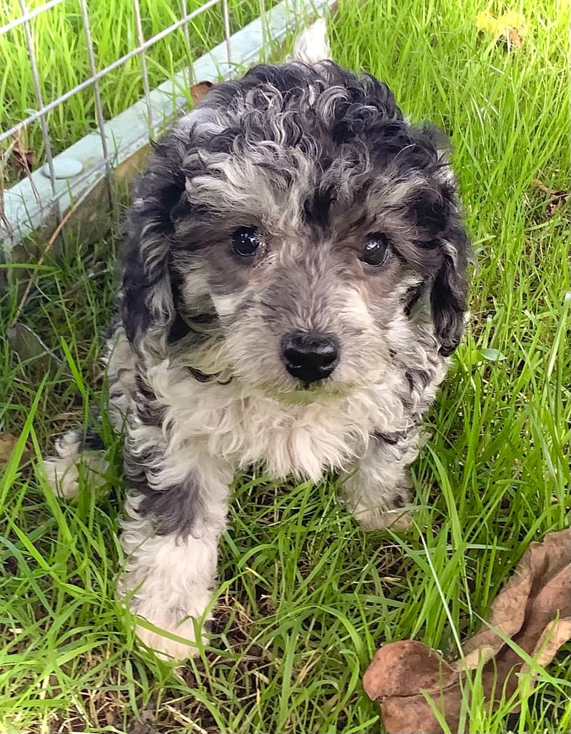 Lincolnshire Poodles 07957303663 - Toy And Standard Poodle Puppies  Available July/ August 2023