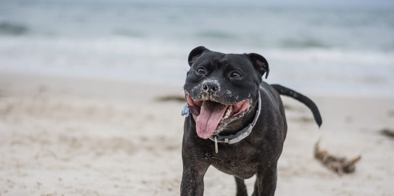 Contact us The Woof Pack Dog Walking