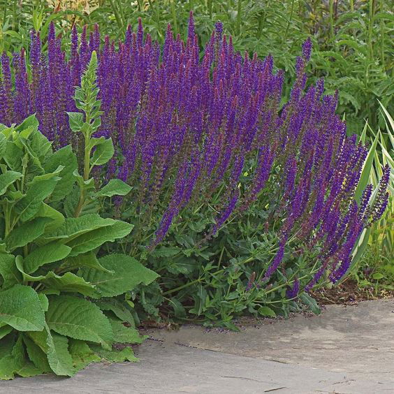 May Night Salvia