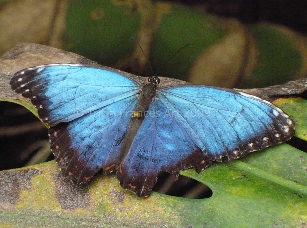 Blue Butterfly. Fragile Life