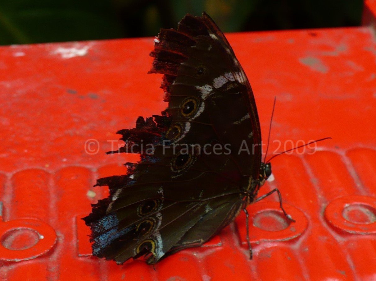Brown Butterfly on Red Can