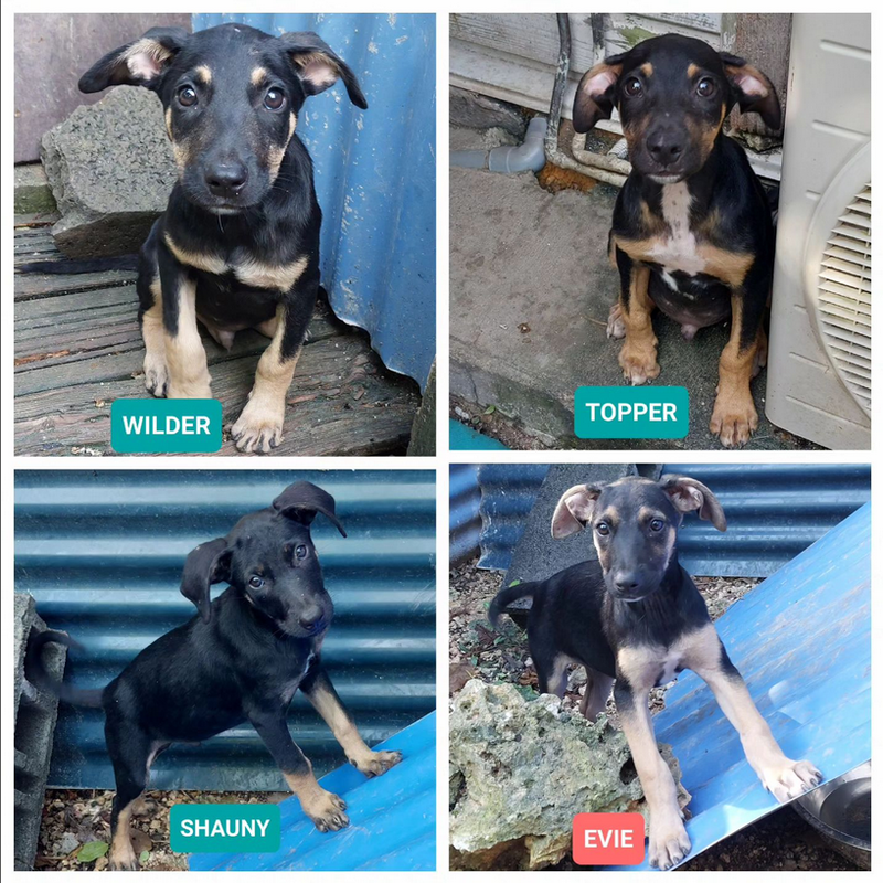 WILDER, TOPPER, SHAUNY, EVIE Copa Guadeloupe et dépendances WILDER, TOPPER, SHAUNY, EVIE Copa Guadeloupe et dépendances