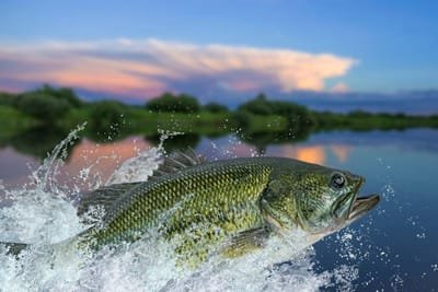 Bass Fishing Charters - How To Discover The Leading Lures In The Market  image