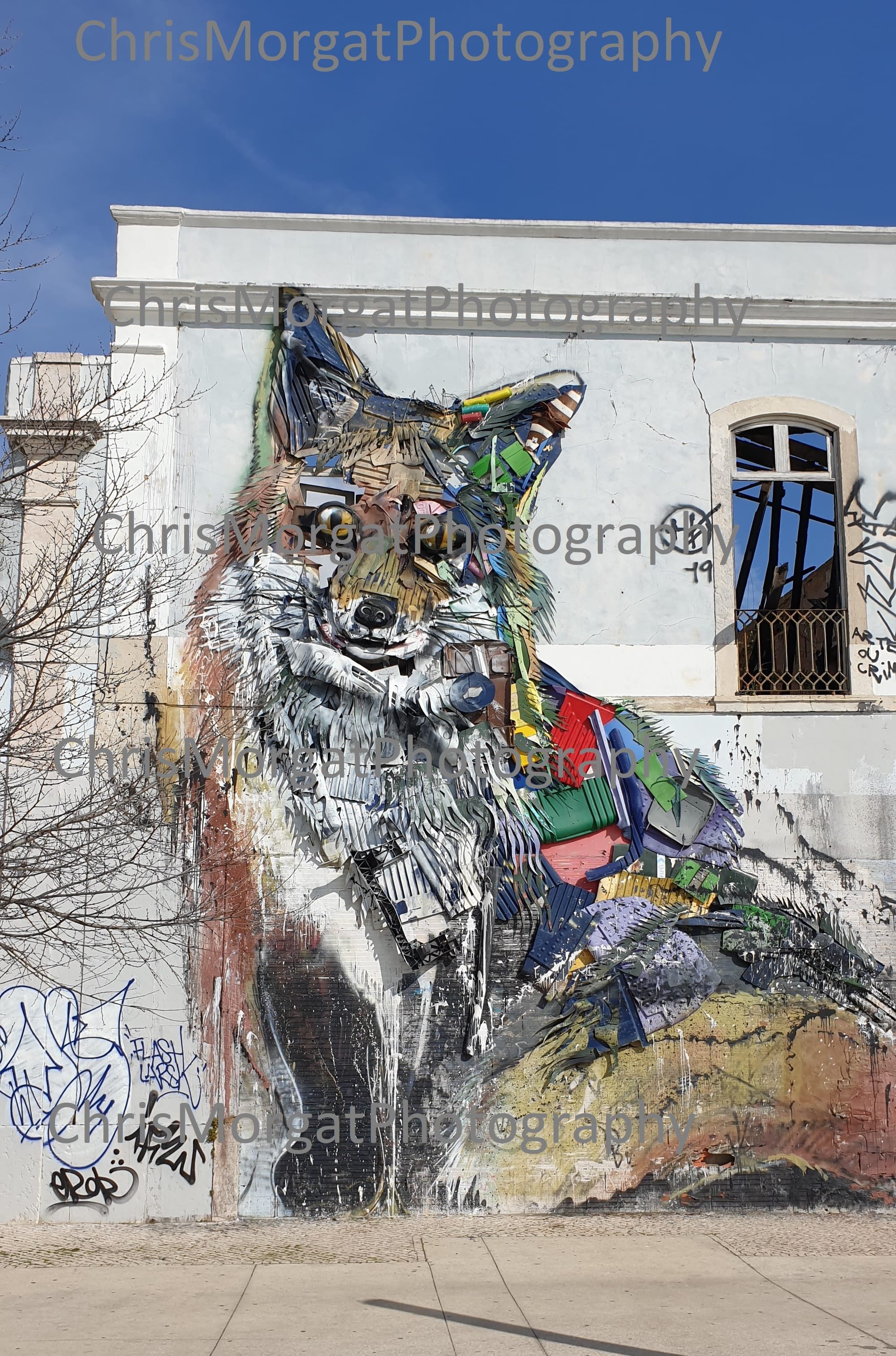 Lisbon Fox