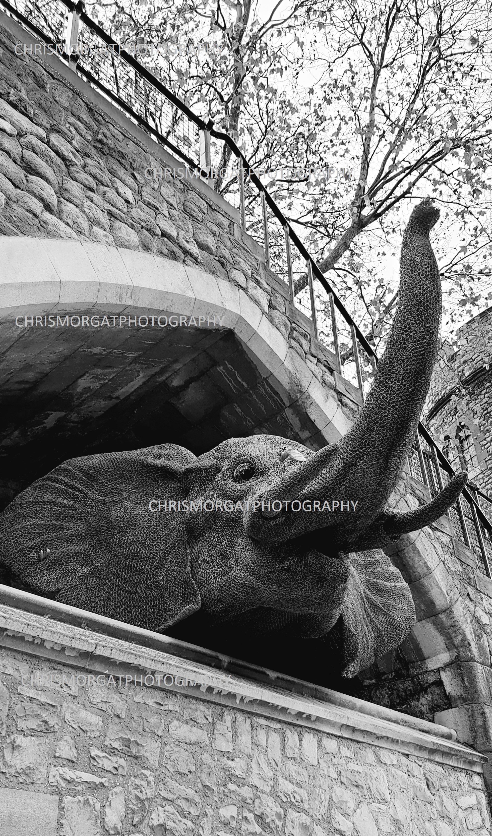 Elephant, Tower of London